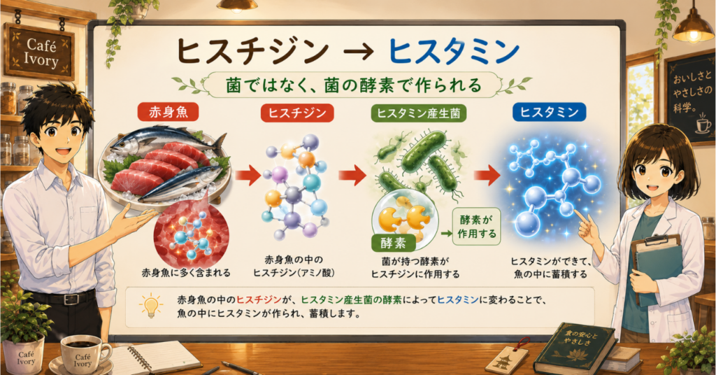 赤身魚に含まれるヒスチジンが、ヒスタミン産生菌の酵素によってヒスタミンに変わる流れを示した図