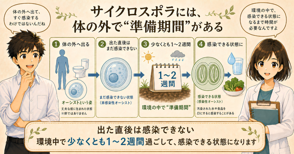 サイクロスポラのオーシストが体の外へ出た直後は感染できず、環境中で少なくとも1～2週間過ごして感染できる状態になる流れ
